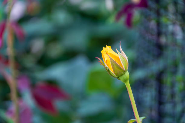 The photo is suitable to use for botanical content media and flowers nature photo background.