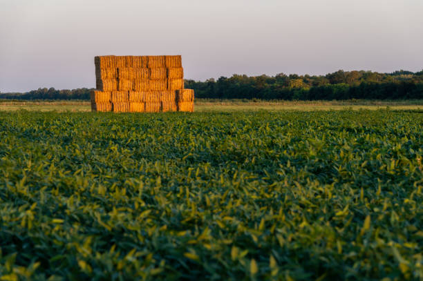 istock Hay bales on agricultural fields at sunset 2165233493