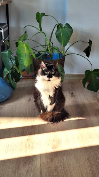 istock domestic black and white ginger cat posing at home 2165234157