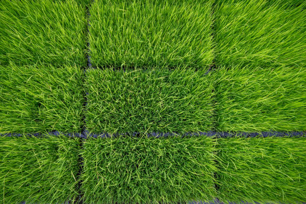 istock Nature Landscape of a green paddy seeding field 2165236830