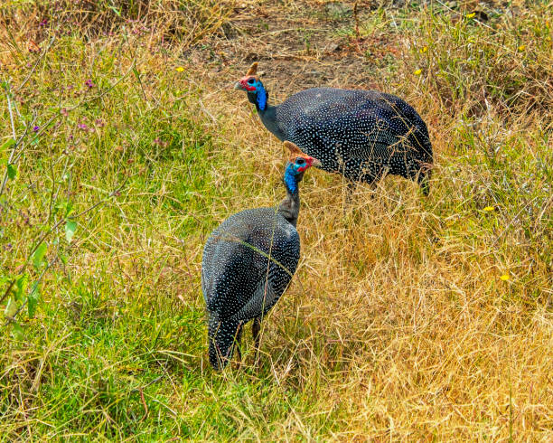 Two Guinea Fowl moving through the grass of the Serengeti
