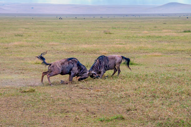 Two wildebeests challenging each other in the Ngorongoro Crater