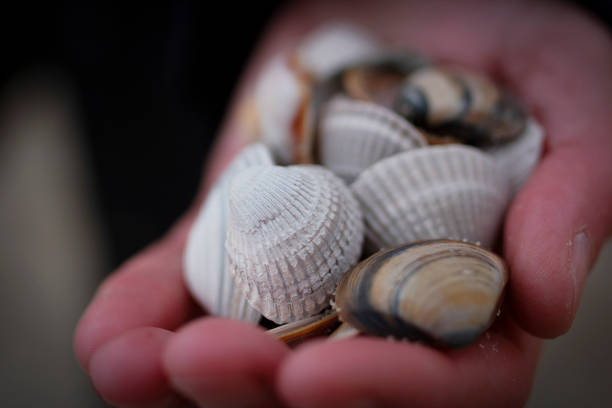 istock Sea shells in a female hand 2165240678