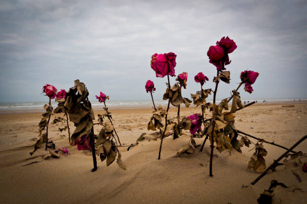 Dried roses on the beach at Egmont an Zee in the Netherlands