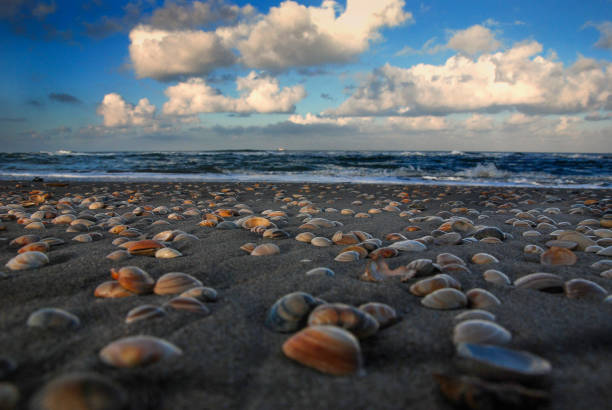 Kijkduin , Den Haag, Netherlands. November 25, 2012. North Sea scenery at the beach of Kijkduin during dusk with sea shells