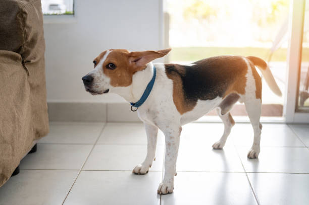 istock Crazy moving beagle dog at home 2165242402