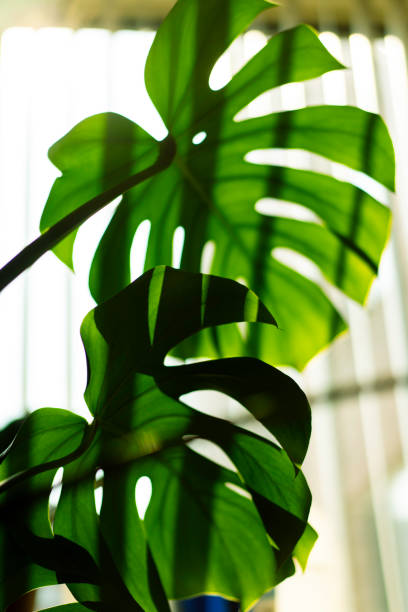 istock close up of monstera leaves 2165242756