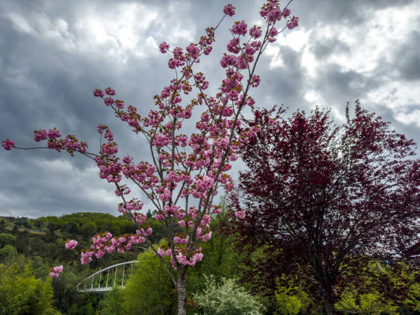 Blooming judas tree branches creating canopy of pink and green a in Paris, Île-de-France, France
