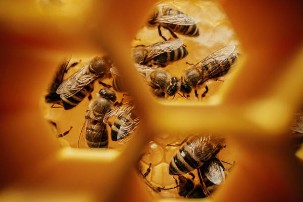 istock Macro Through Hexagonal Honeycombs. Bees Family Working Inside Hive. 2165243157