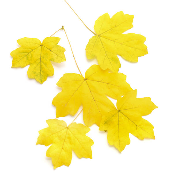 istock Bunch of yellow leaves. 2165244092
