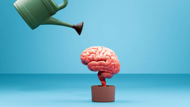 Nurturing the Mind: The Importance of Mental Growth stock photo