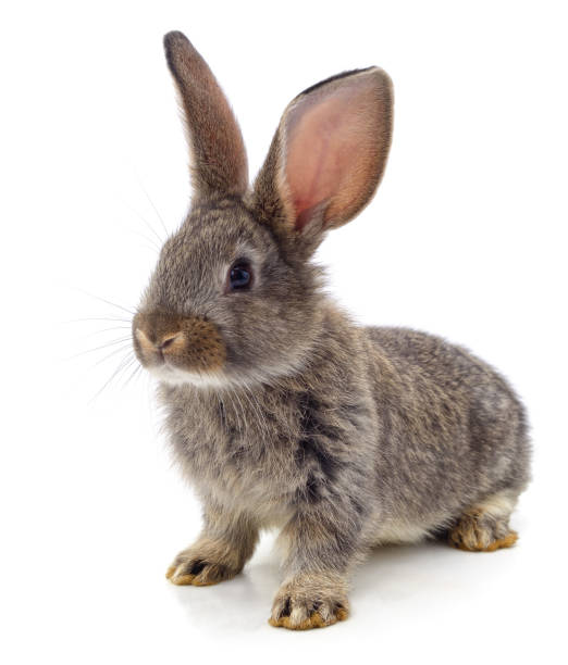 Browm Baby Rabbit 390+ Newborn Brown Rabbit Stock Photos, Pictures & Royalty-Free Images ...