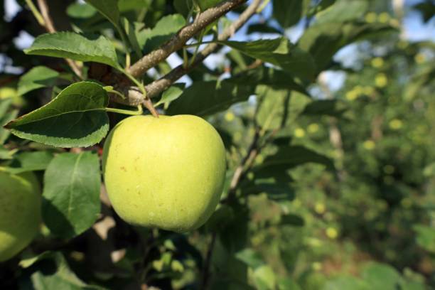 istock A Golden Delicious apple ripening on tree 2165245727