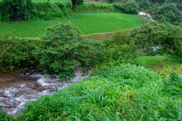 istock Monsoon Season India 2165246262