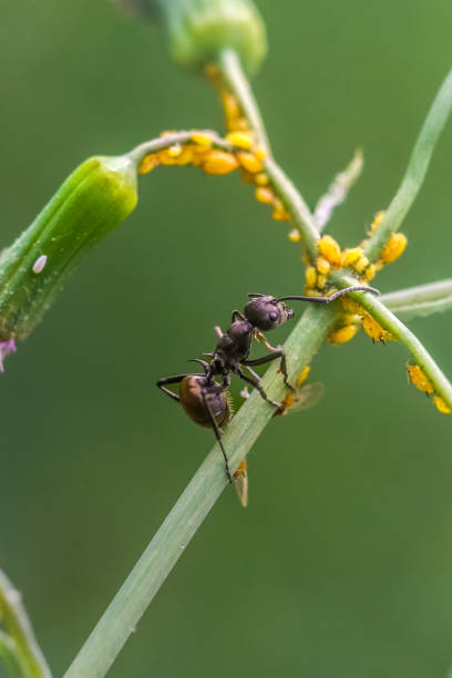 istock Ants guard food supplies 2165246419