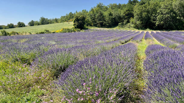istock IMG_7406 Rows of lavender 2165246470