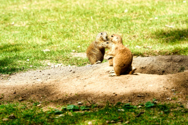 black tailed prairie dog with green grass and a hole , close up image