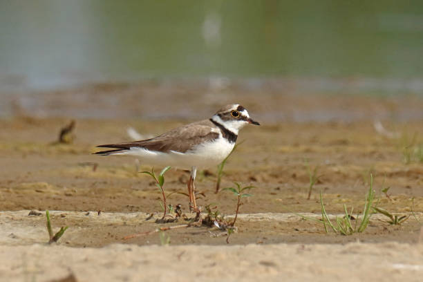 istock Little Ringed Plover - Petit Gravelot (Charadrius dubius). 2165246931