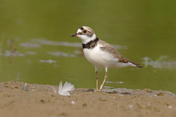 istock Little Ringed Plover - Petit Gravelot (Charadrius dubius). 2165247097