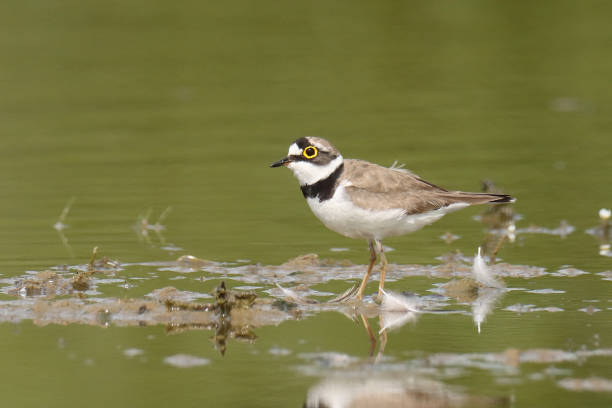 istock Little Ringed Plover - Petit Gravelot (Charadrius dubius). 2165247678