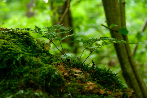 a close up view of the plants and moss in the woodland