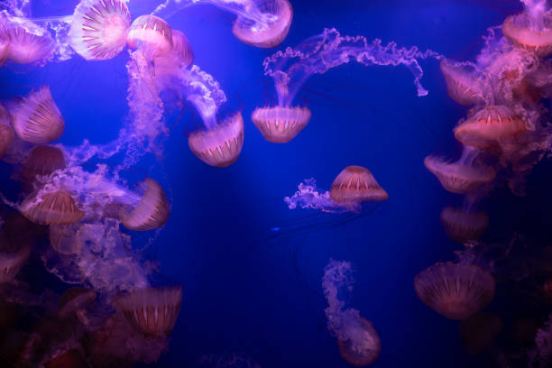 Jellyfish swimming in a tank in the Valencia Oceanografic Aquarium