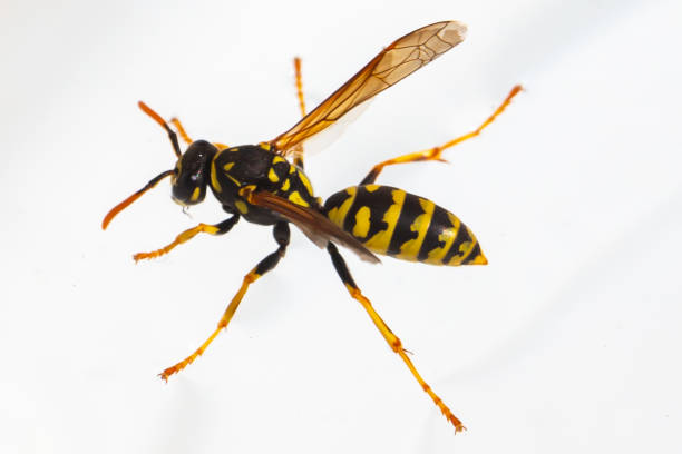 Common wasp drinking water in a bucket.  Macro photo of poisonous insect.  Insect with wings.