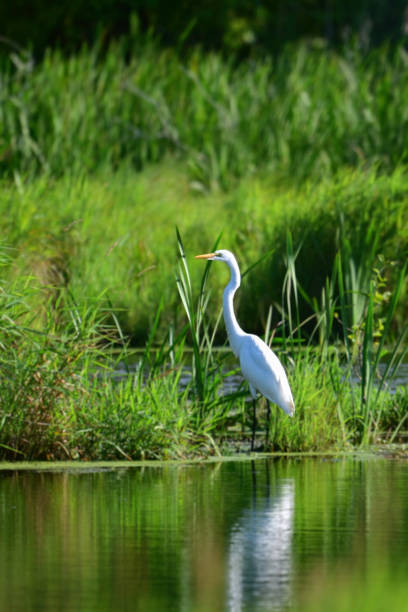 istock Great Egret along edge of marsh 2165251578
