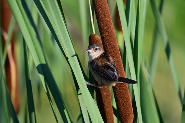 Summer scene of a Marsh Wren bird balancing between a cattail and reeds in marsh