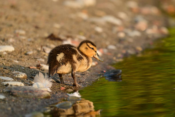 Summer scene of a cute baby Mallard duck duckling standing along the water's edge