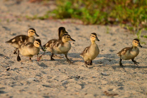 istock Cute baby Mallard Duck ducklings 2165252660