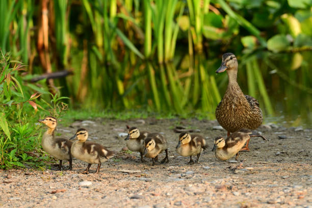 istock Cute baby Mallard Ducks with their mother 2165252676