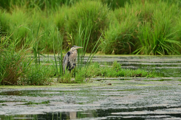 Great Blue Heron bird in wetlands