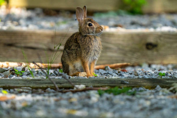 istock A Lone baby rabbit standing in the woods 2165253002