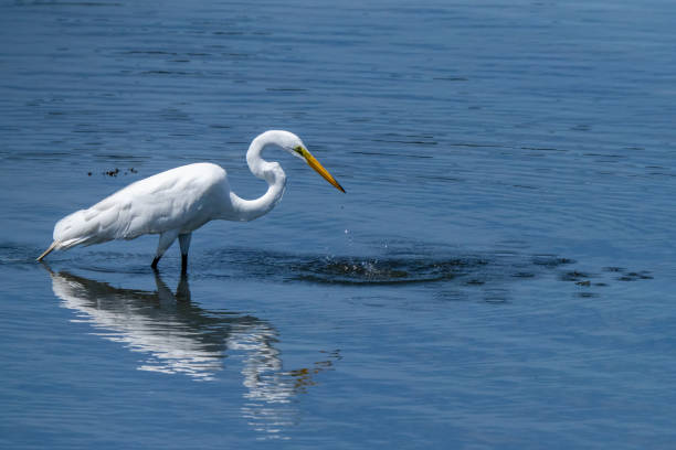 A white Heron Crane stands still in the shallow lake waiting for a small fish meal/ Slightly reflecting into the blue water. A nature scene of color photography