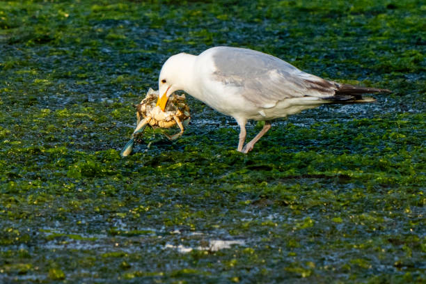 A beautiful scene of wild nature a seagull catches and eats a live crab in the marsh of a small cove. A color photograph of nature and survival