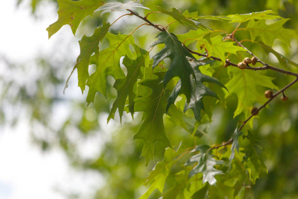 istock Green leaves on a tree in the park in summer 2165254802