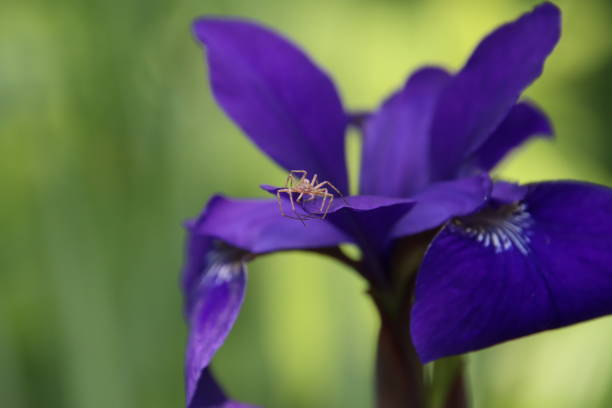 spider on a purple iris flower with a green background, a small spider on a purple flower, vibrant petals