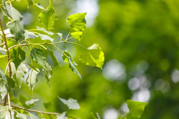 Green leaves on a tree in the park in summer.