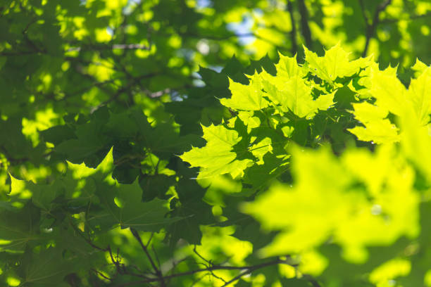 istock Green leaves on a tree in the park in summer 2165254929