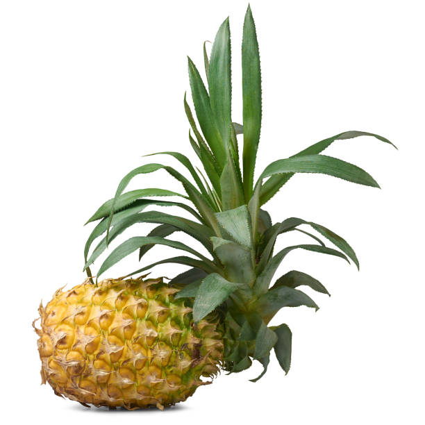istock fresh whole pineapple with leaves isolated white 2165257051
