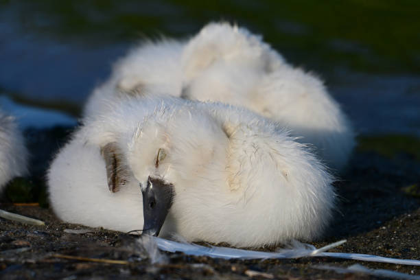 Adorable baby Mute Swan cygnets sleeping