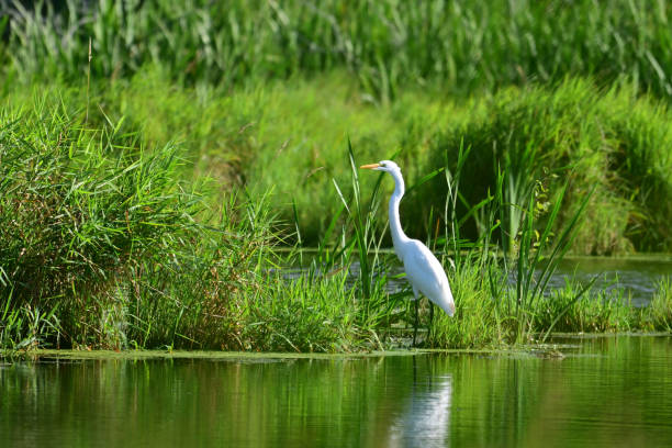 Great Egret along edge of marsh