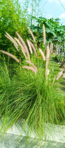 istock Chinese fountain grass plant 2165259046