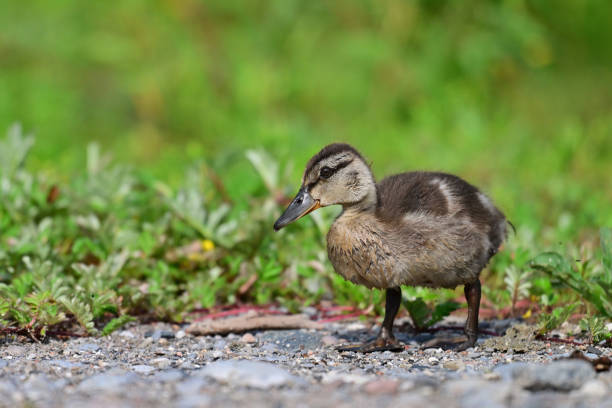Summer scene of a cute baby Mallard duck duckling walking along the shore