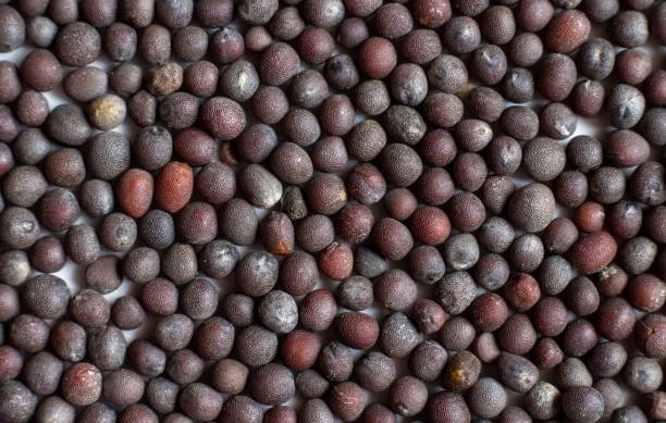 istock Macro of Black Mustard Seed in Horizontal Orientation with Copy Space 2165259244
