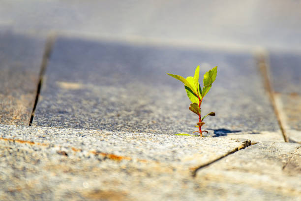 tiny green tree emerges gracefully between granite slabs, thriving in the bright sunlight. This resilient symbol of life reflects nature's tenacity against harsh urban landscapes