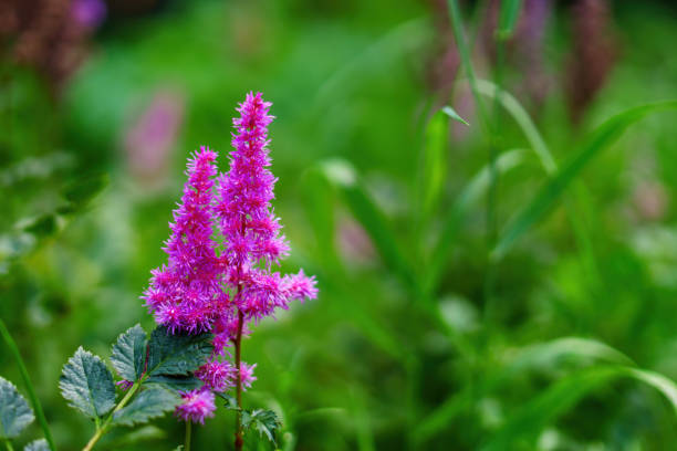 pink astilbe on a green background