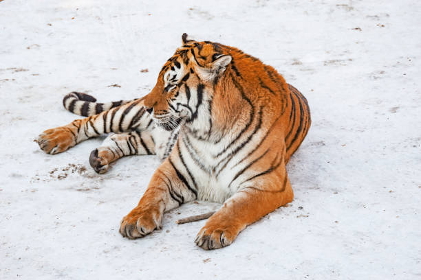 Tiger in the park at winter day time.