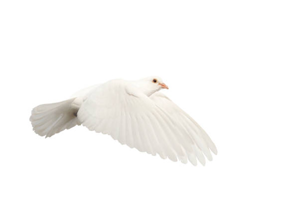 White pigeon isolated on black
